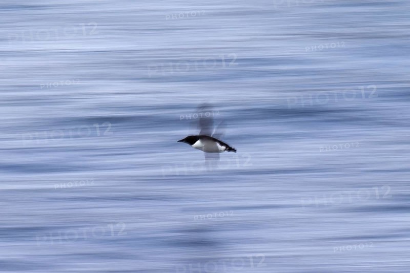 Thick-billed murre (Uria lomvia), Brünnich's guillemot in flight above sea water, native to the sub-polar regions of the Northern Hemisphere