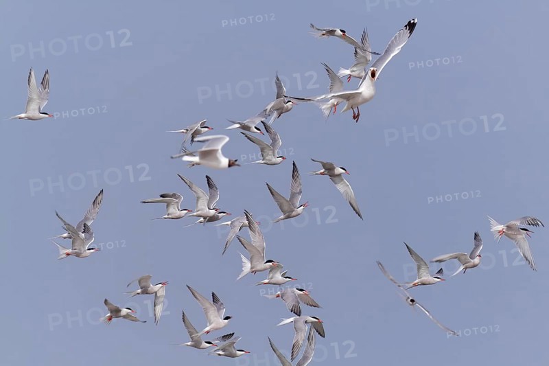 Common Tern (Sterna hirundo), joint predation defence in the colony, european herring gull (Larus argentatus), Lower Saxon Wadden Sea National Park, East Frisian Islands, Lower Saxony, Germany, Europe