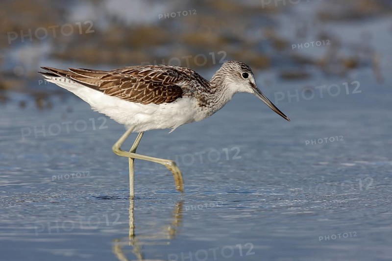 Common greenshank (Tringa nebularia), animal foraging in the water, Lower Saxon Wadden Sea National Park, East Frisian Islands, Lower Saxony, Germany, Europe