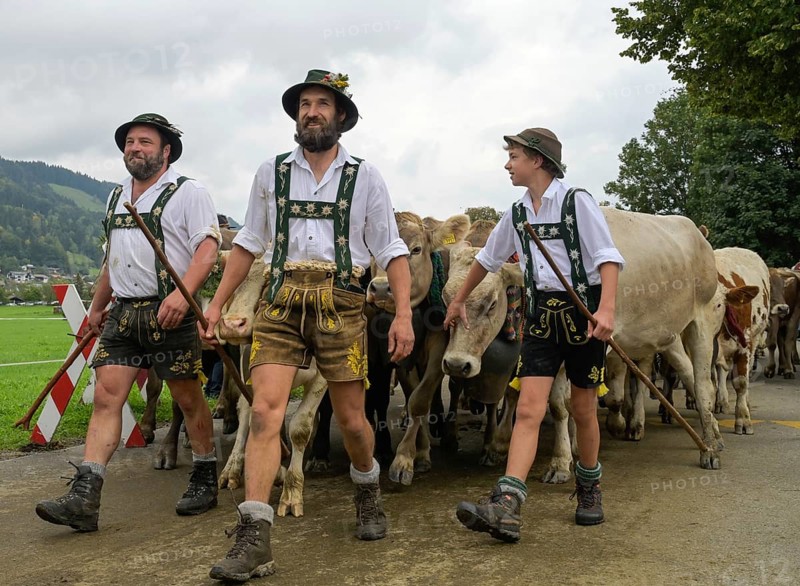 16. 09. 2022. Almabtrieb, cattle seperation in Thalkirchdorf, Markt Oberstaufen, Allgäu, Bavaria, Germany, Europe