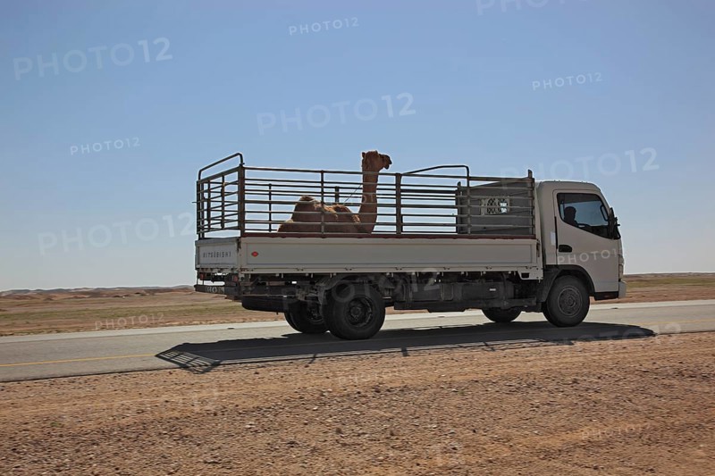 Transport of a camel foal with LWK on the desert road in the Ai-Wusta area, Oman, Asia