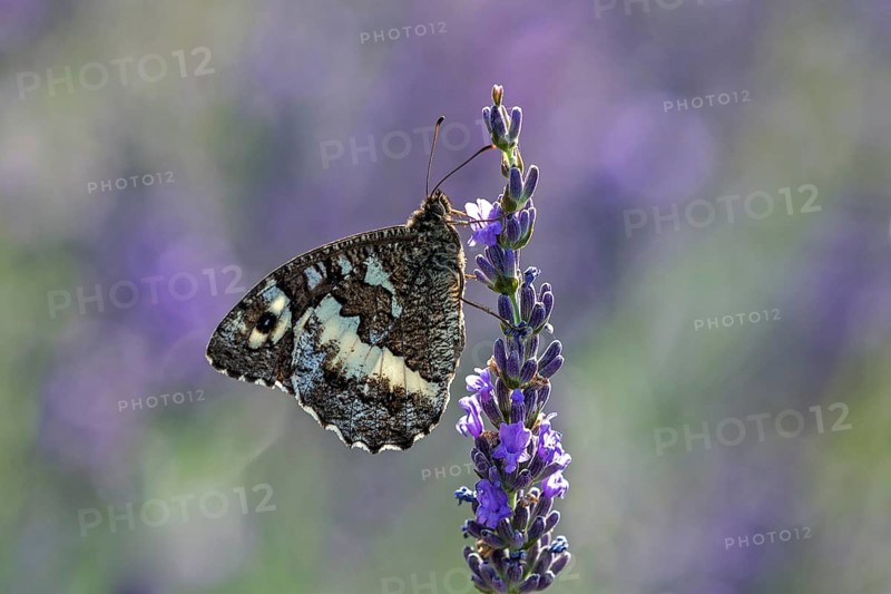Great banded grayling (Brintesia circe), sitting on lavender flower, Provence, France, Europe