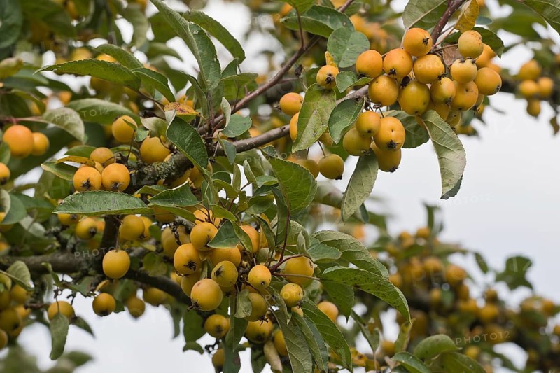 Apple tree (Malus), Lower Saxony, Germany, Europe