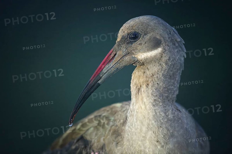Hadada (Bostrychia hagedash) or Hadeda Ibis, Kwazulu Natal Province, South Africa, Africa