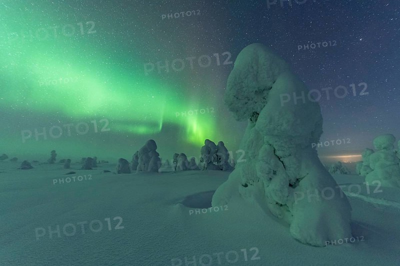 Northern Lights over Snowed-in Trees, Winter Landscape, Riisitunturi National Park, Posio, Lapland, Finland, Europe