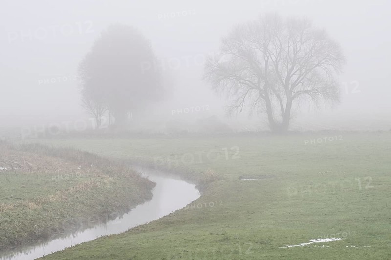 Trees, sycamore maple (Acer pseudoplatanus) and oak (Quercus robur) in the fog by a stream, Emsland, Lower Saxony, Germany, Europe
