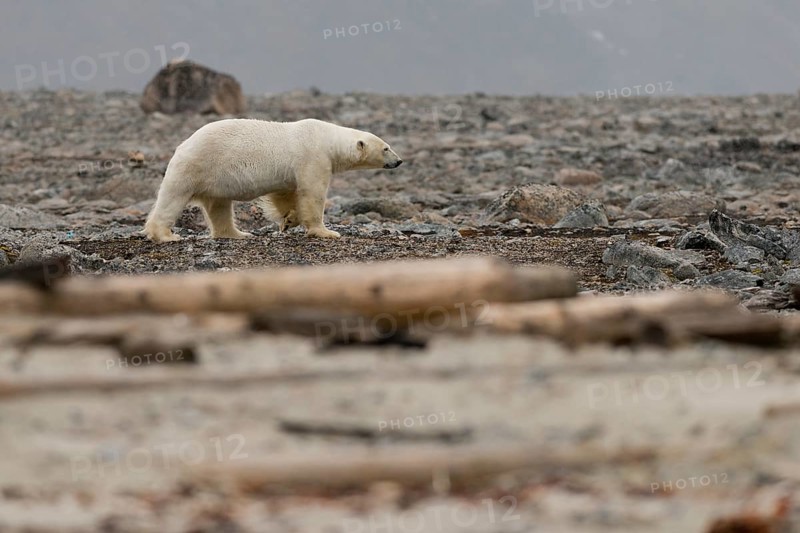 Polar bear (Ursus maritimus), male, Blomstrandhalvoya, Spitsbergen archipelago, Svalbard and Jan Mayen, Norway, Europe