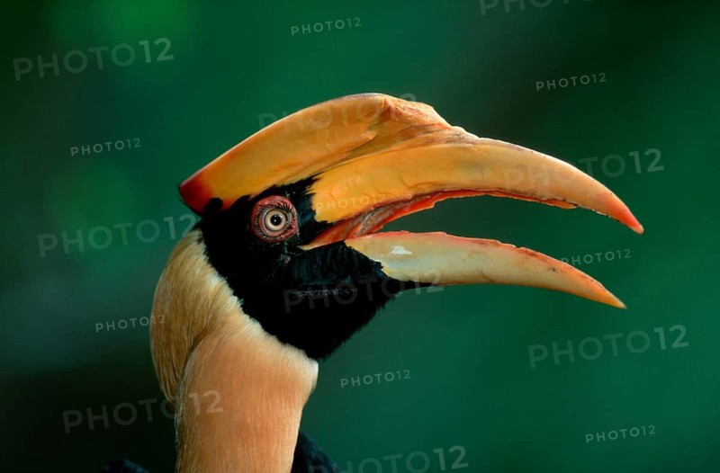 Great Indian Hornbill (Buceros bicornis)