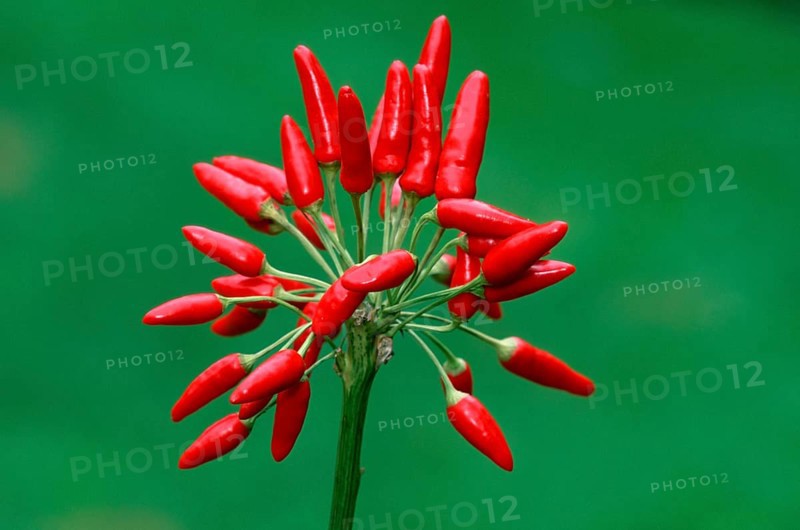 Hot Chili (Capsicum annuum)