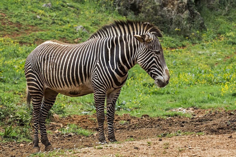 Grévy's zebra, imperial zebra (Equus grevyi) native to Kenya and Ethiopia, Cabarceno Natural Park, Penagos, Cantabria, Spain, Europe