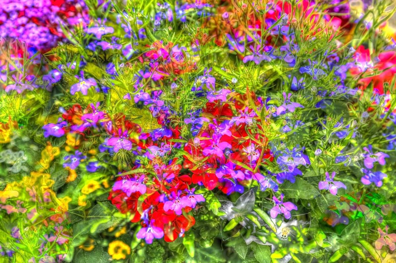 Oil painting-like picture, various bright flowers, red, yellow and purple flowers creative, different plants mixed, artistic picture, purple flowers alienated, plants, impressionistic art style, vivid spring atmosphere, allover, alienation, dense flower field, bright colours, green leaves, carpet of flowers, sea of flowers, garden, bed, plants, Germany, Europe