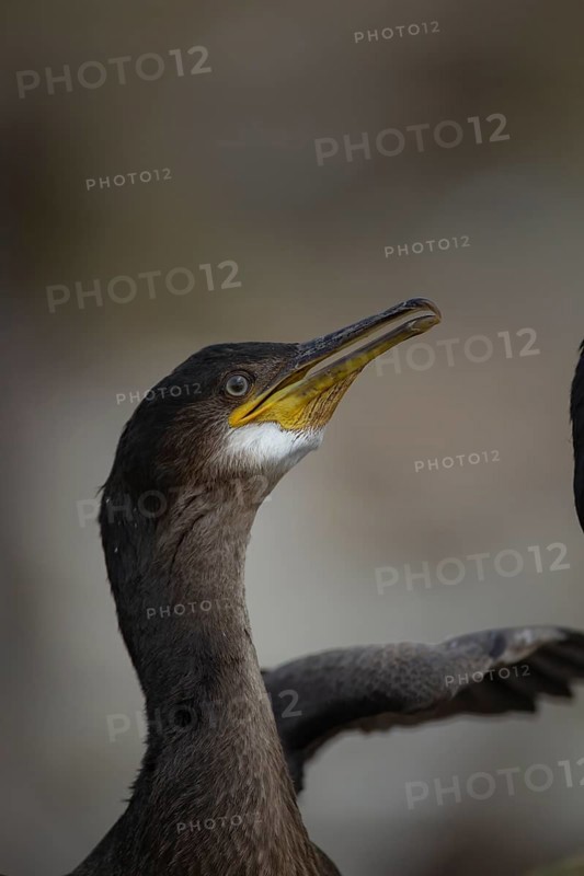 European shag (Phalacrocorax aristotelis) juvenile bird head portrait, Northumberland, England, United Kingdom, Europe