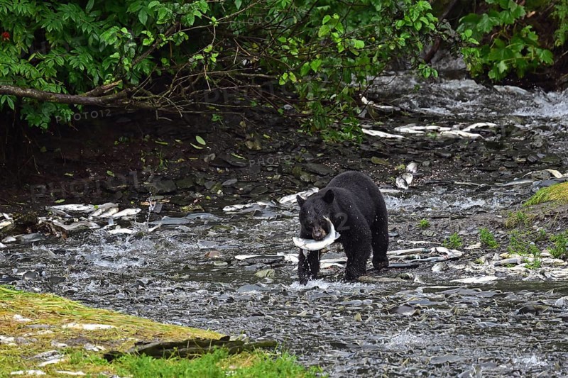 American black bear (Ursus americanus) with a caught salmon in its mouth, Prince William Sound, Alaska