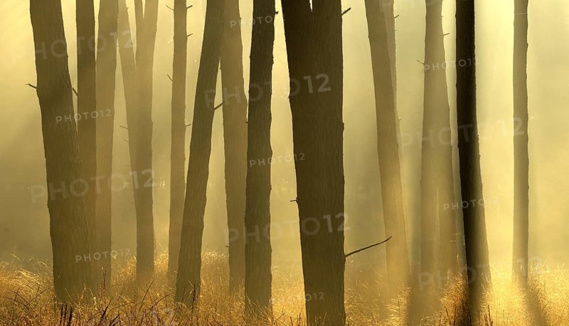 Scots pine forest (Pinus silvestris) in autumnal sunny light, Lower Rhine, North Rhine-Westphalia, Germany, Europe