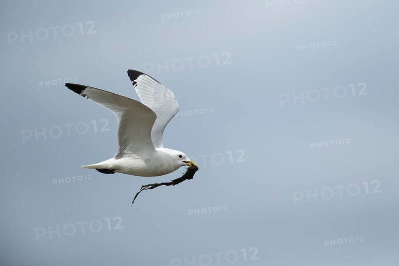 Kittiwake (Rissa tridactyla) adult bird in flight carrying nesting material in its beak, Suffolk, England, United Kingdom, Europe