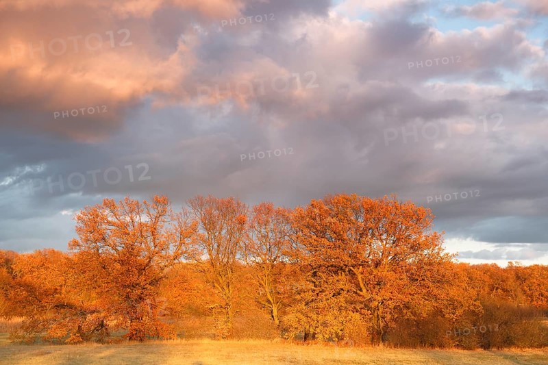 Typical floodplain landscape in autumn with willows and oaks, Middle Elbe Biosphere Reserve, Saxony-Anhalt, Germany, Europe