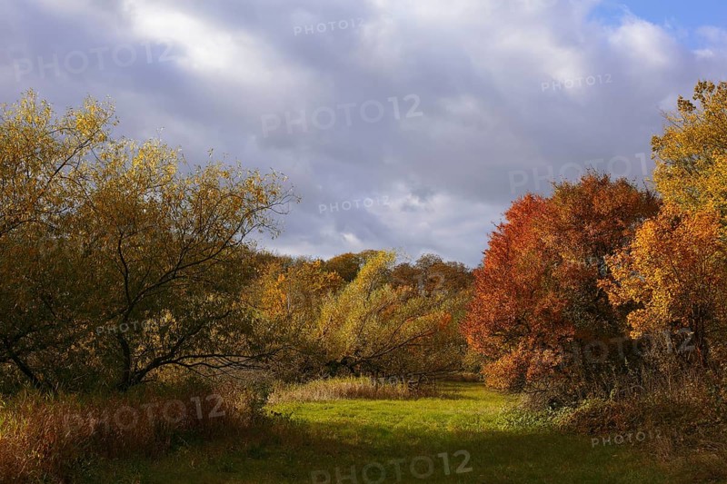 Autumn atmosphere at a silted-up oxbow lake, Middle Elbe Biosphere Reserve, Saxony-Anhalt, Germany, Europe