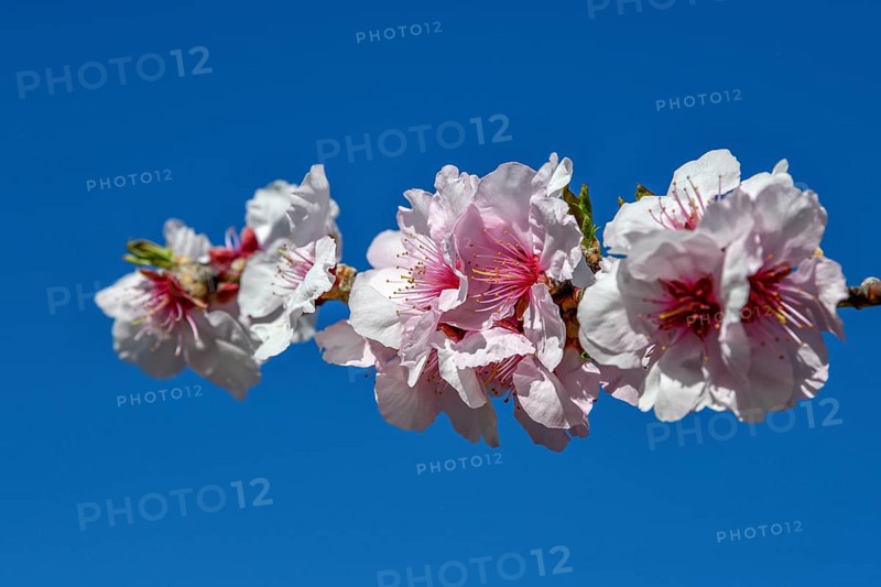 Almond blossom, Gimmeldingen, district of Neustadt an der Weinstraße, Rhineland-Palatinate, Germany, Europe