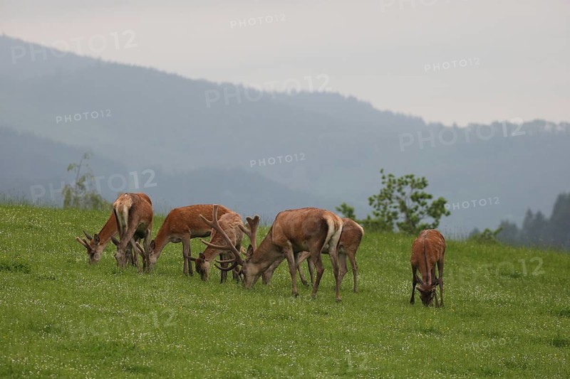 Red deer (Cervus elaphus) mixed herd on a summer mountain meadow Allgäu, Bavaria, Germany, Europe