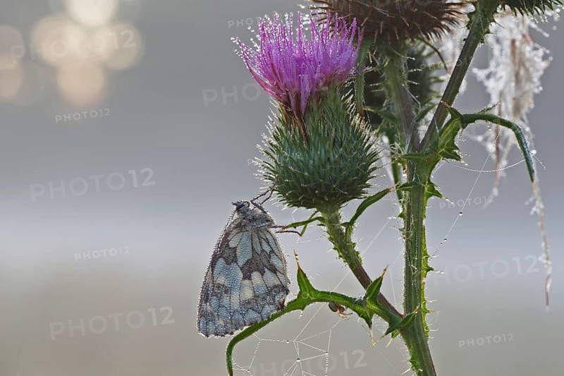 Marbled white (Melanargia galathea) in cold torpor on a thistle, Middle Elbe Biosphere Reserve, Saxony-Anhalt, Germany, Europe