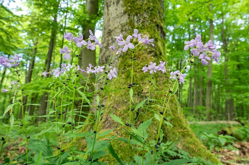 Large-flowered bittercress (Cardamine bulbifera), flowering, Hainich National Park, Thuringia, Germany, Europe