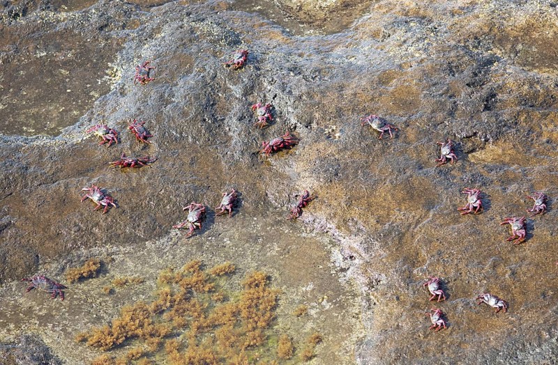 Red rock crabs (Grapsus adscensionis) or cliff crabs on the rocks, Puerto de las Nieves, Agaete, Las Palmas province, Gran Canaria, Canary Islands, Spain, Europe