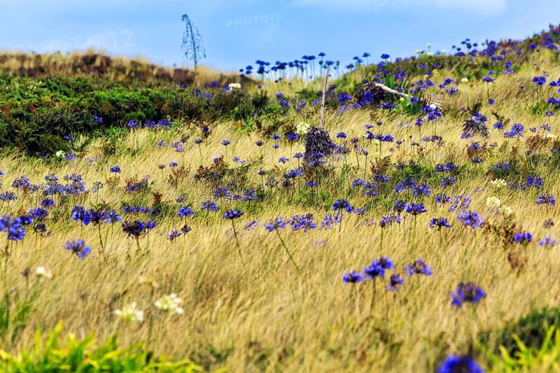 Dune Landscape, Blue and White lilies of the nile (Agapanthus), Love Flowers, Isle of Tresco, Isles of Scilly, Cornwall, England, Great Britain