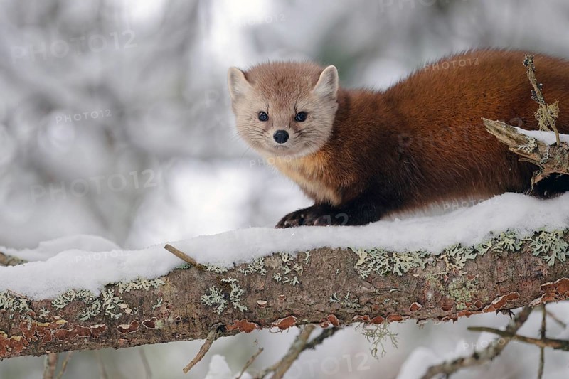 American marten (Martes americana), sitting in the snow on a branch, Ontario, Canada, North America