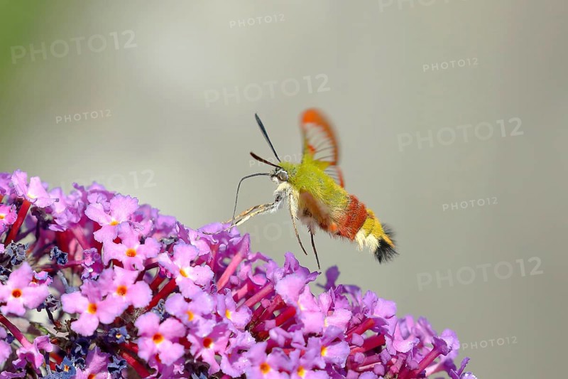 Bumblebee hawk moth (Hemaris fuciformes), in flight the bumblebee hawk moth sucks nectar on summer lilac (Buddleja davidii), Gunzenhausen, Altmühlsee, Franconian Lake District, Franconia, Bavaria, Germany, Europe