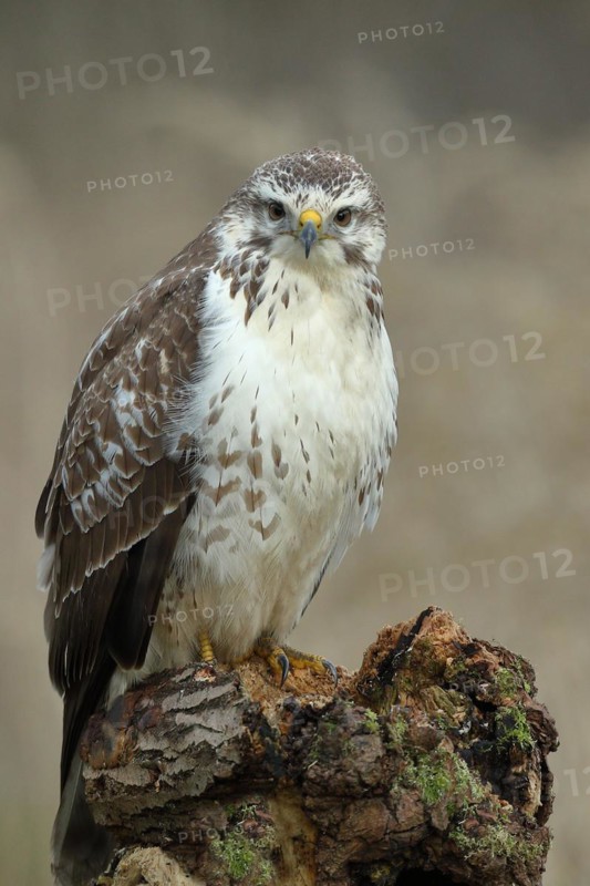 Common steppe buzzard (buteo buteo), light variant, light morph, sitting on a tree root, front view photo, North Rhine-Westphalia, Germany, Europe