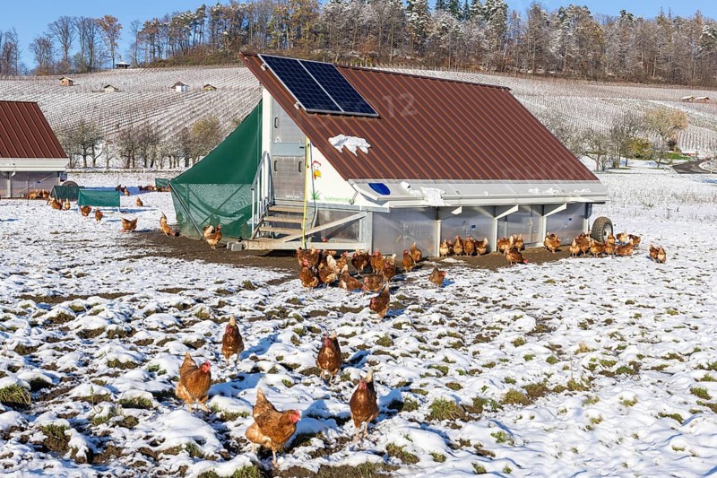 Mobile chicken coops and chickens in a meadow in winter, snow, mobile chicken coop for free-range farming, Baden-Württemberg, Germany, Europe