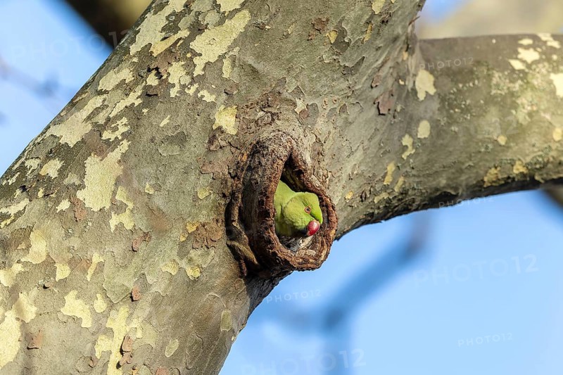 Rose-ringed parakeet (Psittacula krameri) looking out of its breeding den, wildlife, Germany, Europe