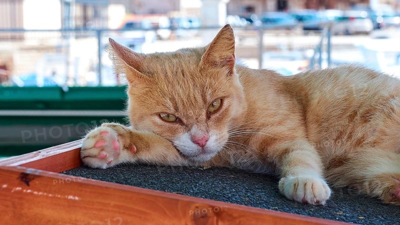 Grumpy three-legged tomcat, harbour, Favignana town, main town, Favignana, Egadi Islands, Sicily, Italy, Europe