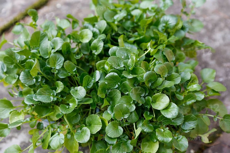 Watercress (Nasturtium officinale), fresh cress for the preparation of a cress soup, Swabian cuisine, hearty soup, vegetarian, healthy, savoury, typical Swabian reinterpreted, traditional cuisine, food photography, studio, Germany, Europe
