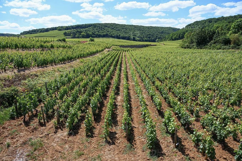 Vineyards near Nuits-Saint-George, Côte-dOr department, Bourgogne-Franche-Comté, Burgundy, France, Europe