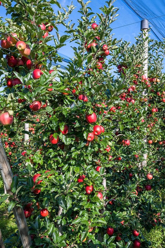 Red apples, ripe for the picking, Bodman-Ludwigshafen, Konstanz district, Baden-Württemberg, Germany, Europe
