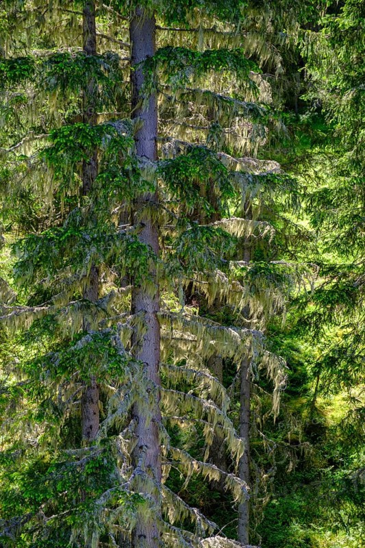 Forest, conifers with lichen, mountain forest, on the Graukogel, Bad Gastein, Gastein Valley, Salzburger Land, Austria, Europe