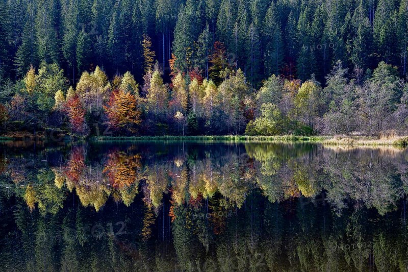 Trees reflected in the Sankenbachsee, Karsee, autumn, near Baiersbronn, Freudenstadt district, Black Forest, Baden-Württemberg, Germany, Europe