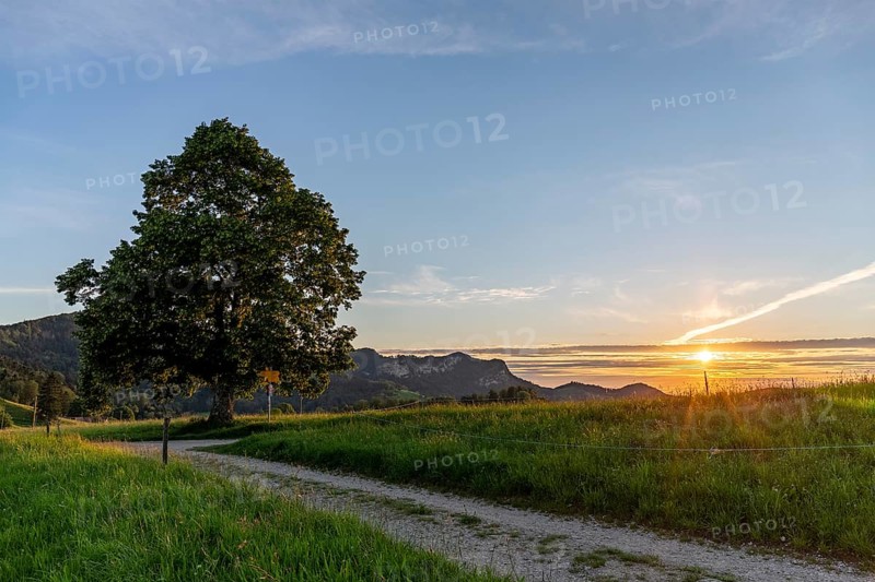 Sunset at Solitärbaum, Challhöchi, Basel-Landschaft, Switzerland, Europe