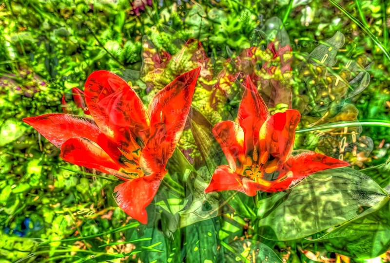 Creative shot, lilies (Lilium), alienated, leaves, plants, creative, colourful, colourful, all over, background, pattern, pattern, art, wrapping paper, design, artistic, Germany, Europe