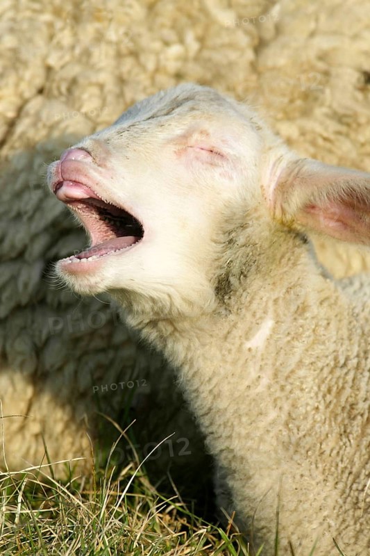 Merino sheep, sheep, sheep
