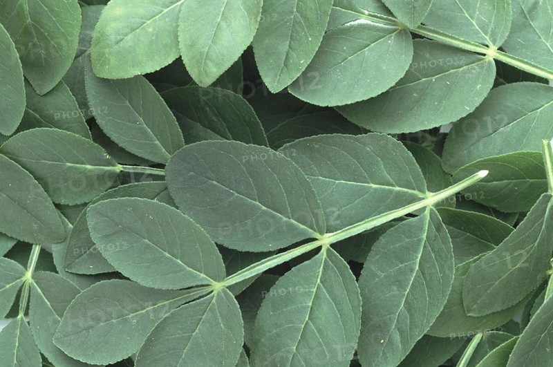 Is also known as burning bush (Dictamnus albus), dittany, gas plant or fraxinella, used as medicinal plant in the middle ages, Diptam, also known as Ashwort or dittany, considered a medicinal plant in antiquity and the Middle Ages
