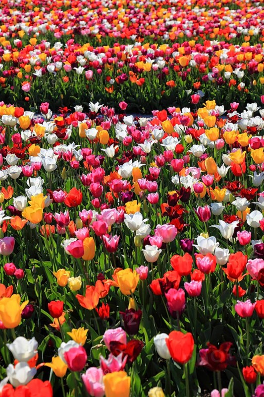 Many colourful tulips in one area