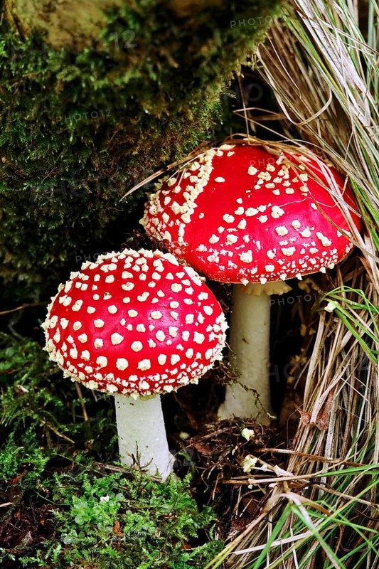 Fairytale toadstool (Amanita muscaria) in autumn in the forest, Saxony, Germany, Europe