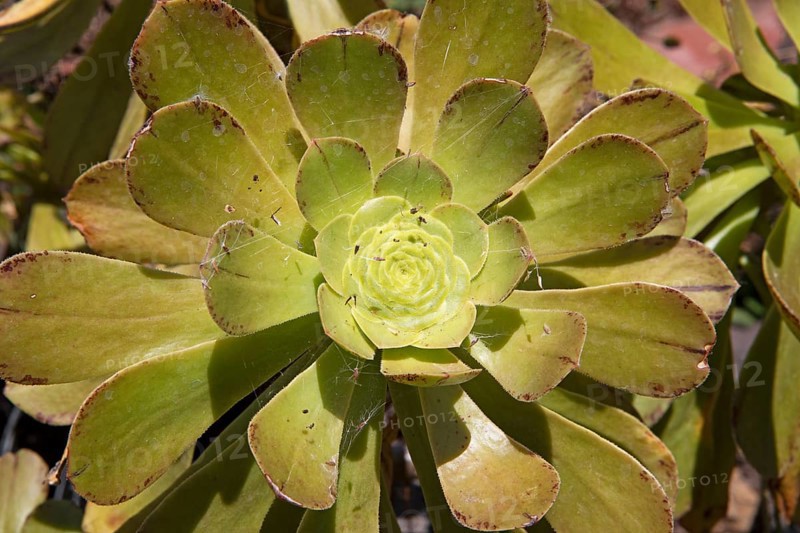 Rosette thickleaf (Aeonium lancerottense), close-up, Botanical Garden Jardin Canario Visitas, Las Palmas, Las Palmas Province, Gran Canaria, Canary Islands, Spain, Europe