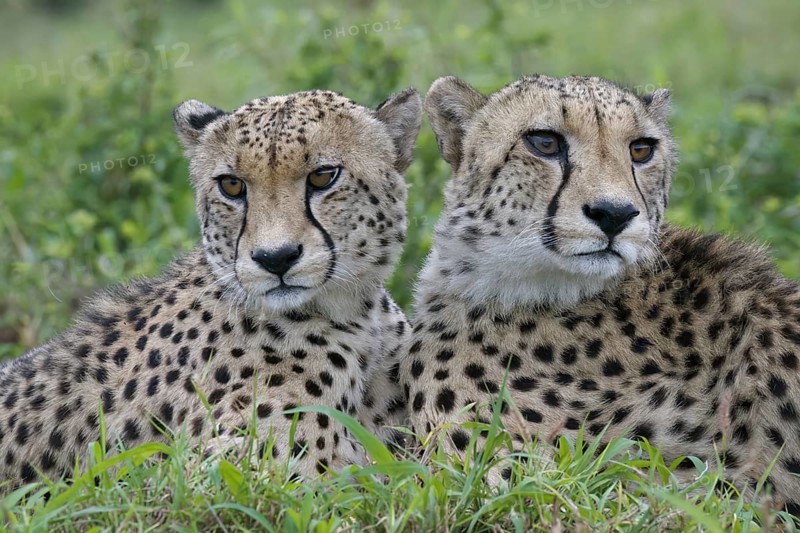 Two young Southeast African cheetahs (Acinonyx jubatus jubatus) laying in grass, Kwazulu Natal Province, South Africa, Africa