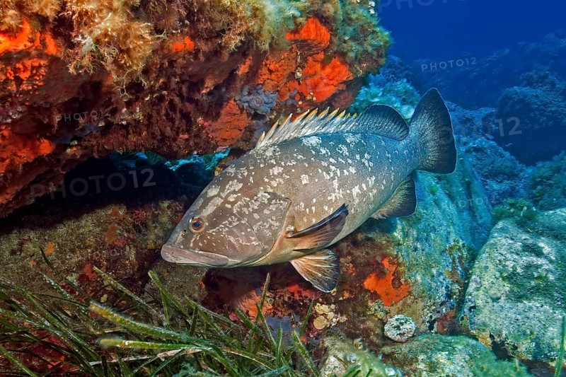 Dusky grouper (Epinephelus marginatus) with dorsal fin erect, reef wall overgrown with red sponge behind, Mediterranean Sea, Asinara Island Marine Reserve, Sardinia, Italy, Europe