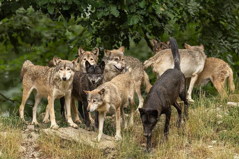 Algonquin wolf (Canis lupus lycaon), wolf, American wolf, wolf pack on a hill, Germany, Europe