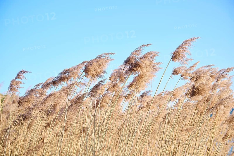Common reed (Phragmites australis) seeds, detail, Upper Palatinate, Bavaria, Germany, Europe