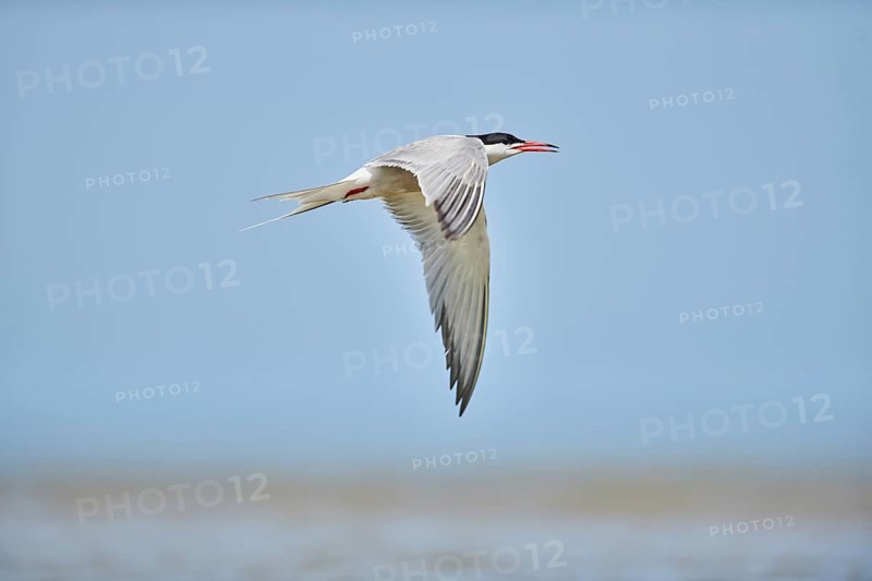 Elegant tern (Thalasseus elegans) flying in the sky above the sea, hunting, ebro delta, Catalonia, Spain, Europe